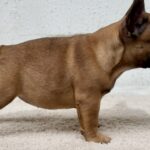 Arizona-female-French-bulldog-puppy-for-sale-4