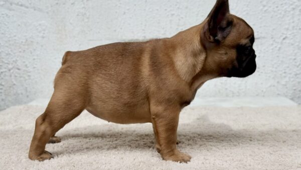 Arizona French Bulldog Arizona French Bulldog