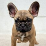 Arizona-female-French-bulldog-puppy-for-sale-5