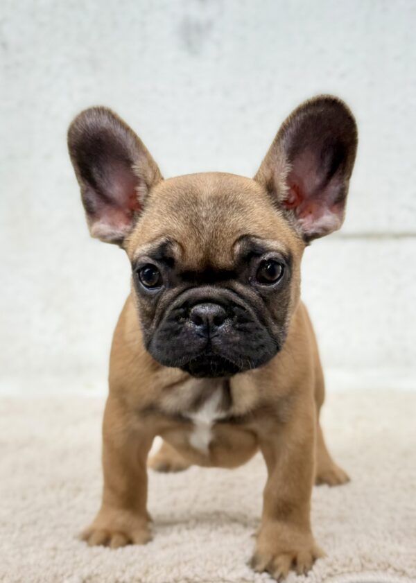Arizona French Bulldog Arizona French Bulldog