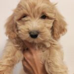 Aslan-male-Maltipoo-puppy-for-sale (1)
