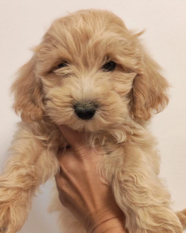 Aslan Maltipoo Aslan Maltipoo