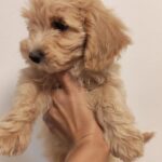 Aslan-male-Maltipoo-puppy-for-sale (2)