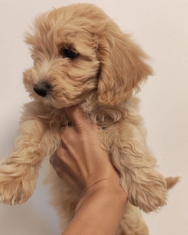 Aslan Maltipoo Aslan Maltipoo