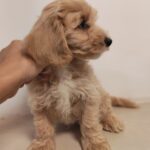 Aslan-male-Maltipoo-puppy-for-sale (3)