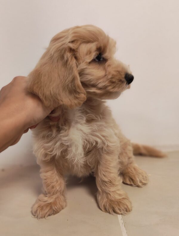 Aslan Maltipoo Aslan Maltipoo