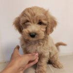 Aslan-male-Maltipoo-puppy-for-sale (4)