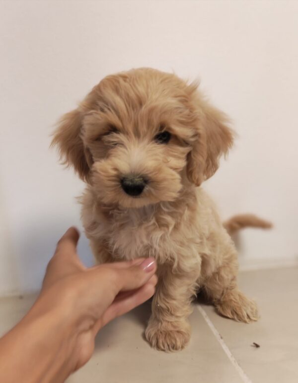 Aslan Maltipoo Aslan Maltipoo