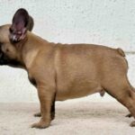 Aspen-male-French-bulldog-puppy-for-sale-1