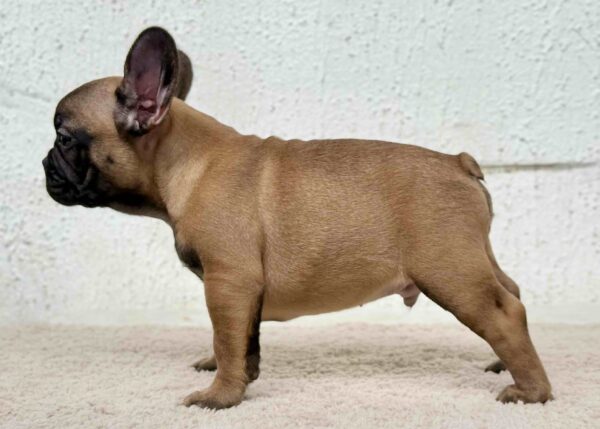 Aspen French Bulldog Aspen French Bulldog