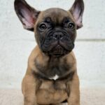Aspen-male-French-bulldog-puppy-for-sale-2