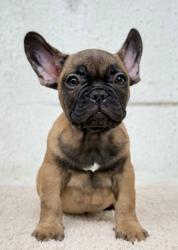 Aspen French Bulldog Aspen French Bulldog