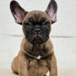 Aspen-male-French-bulldog-puppy-for-sale-3