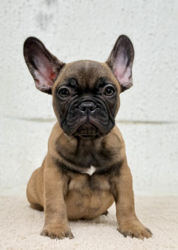 Aspen French Bulldog Aspen French Bulldog