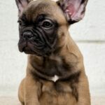 Aspen-male-French-bulldog-puppy-for-sale-4