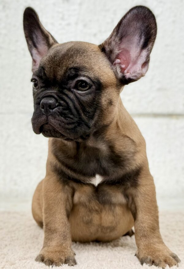 Aspen French Bulldog Aspen French Bulldog
