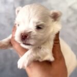 Astor-male-Maltese-puppy-for-sale-1
