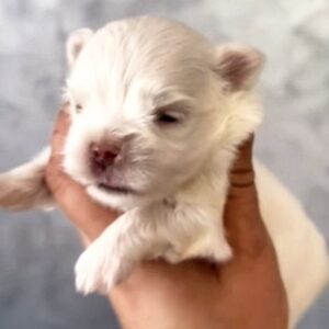 Astor Maltese Astor Maltese