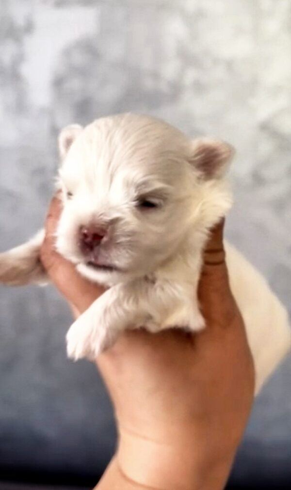 Astor Maltese Astor Maltese