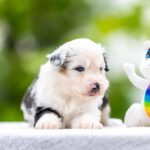 Astra-female-MAS-puppy-for-sale-1
