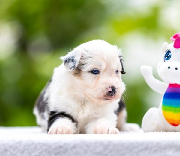 Astra Miniature American Shepherd Astra Miniature American Shepherd