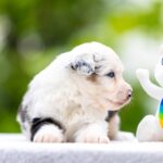 Astra-female-MAS-puppy-for-sale-2