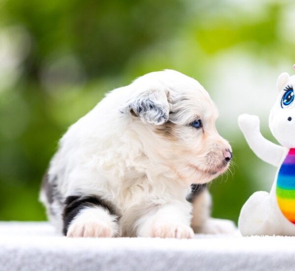 Astra Miniature American Shepherd Astra Miniature American Shepherd