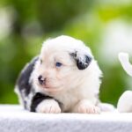 Astra-female-MAS-puppy-for-sale-3