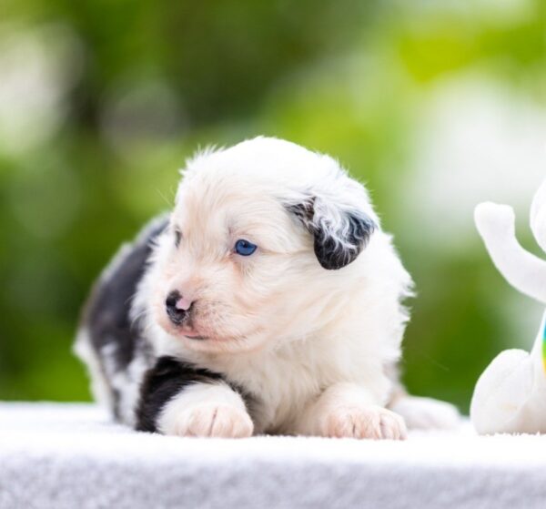 Astra Miniature American Shepherd Astra Miniature American Shepherd