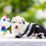 Astra-female-MAS-puppy-for-sale-4