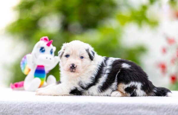 Astra Miniature American Shepherd Astra Miniature American Shepherd