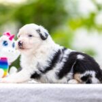Astra-female-MAS-puppy-for-sale-5