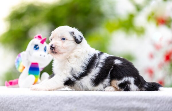 Astra Miniature American Shepherd Astra Miniature American Shepherd