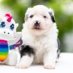 Astra-female-MAS-puppy-for-sale-6