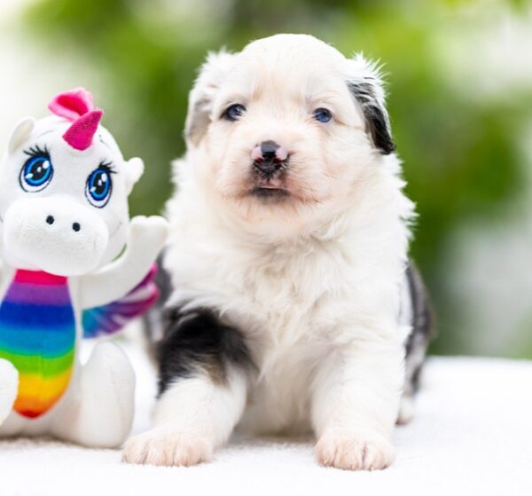 Astra Miniature American Shepherd Astra Miniature American Shepherd