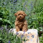 Atlas-male-Maltipoo-puppy-for-sale-1