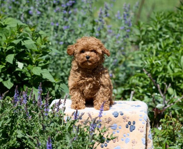 Atlas Maltipoo Atlas Maltipoo