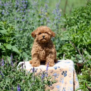 Atlas Maltipoo Atlas Maltipoo