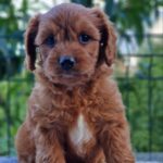 Aurelio-male-Cavapoo-puppy-for-sale-1