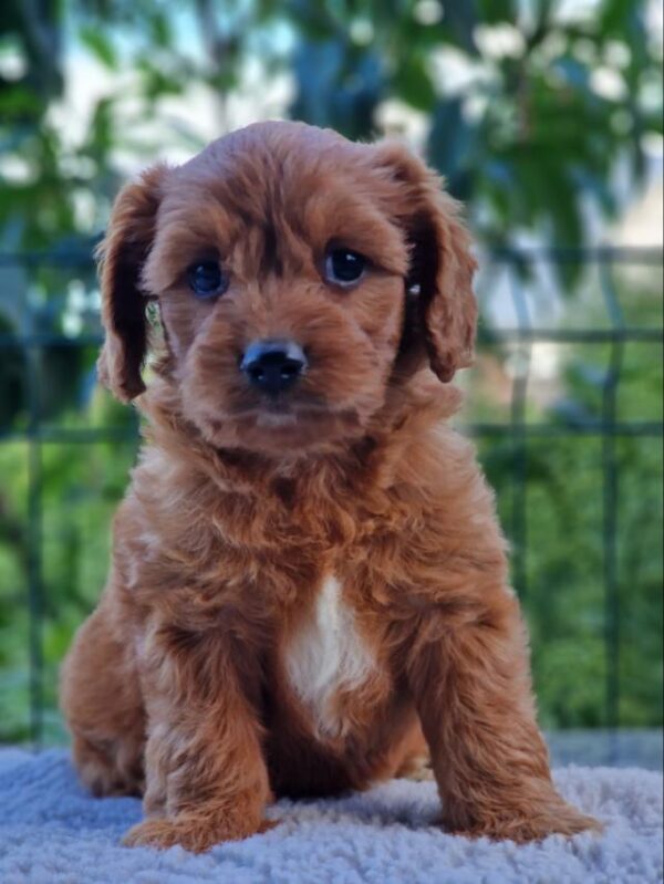 Aurelio Cavapoo Aurelio Cavapoo