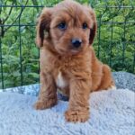 Aurelio-male-Cavapoo-puppy-for-sale-2