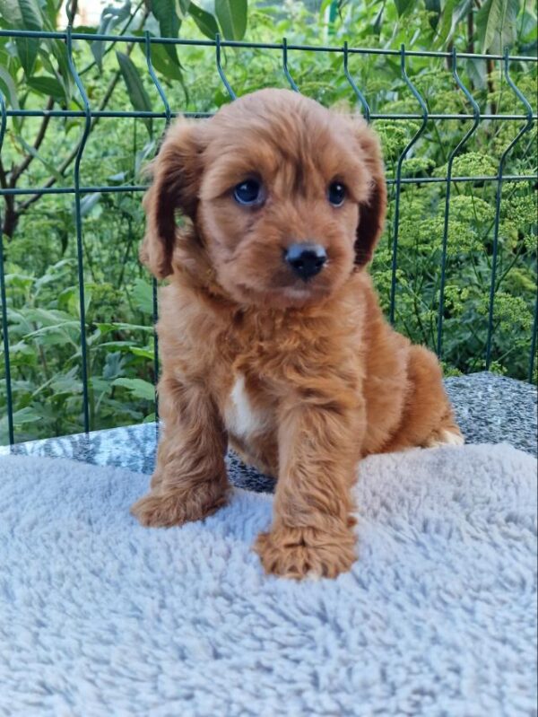 Aurelio Cavapoo Aurelio Cavapoo
