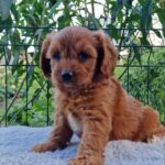 Aurelio-male-Cavapoo-puppy-for-sale-3