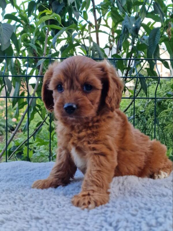 Aurelio Cavapoo Aurelio Cavapoo