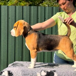 Azela Beagle Azela Beagle
