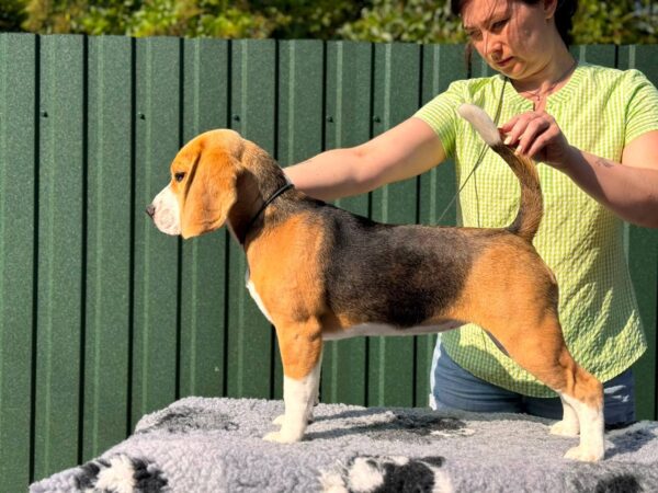 Azela Beagle Azela Beagle