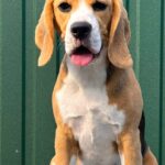 Azela-female-Beagle-puppy-for-sale-2