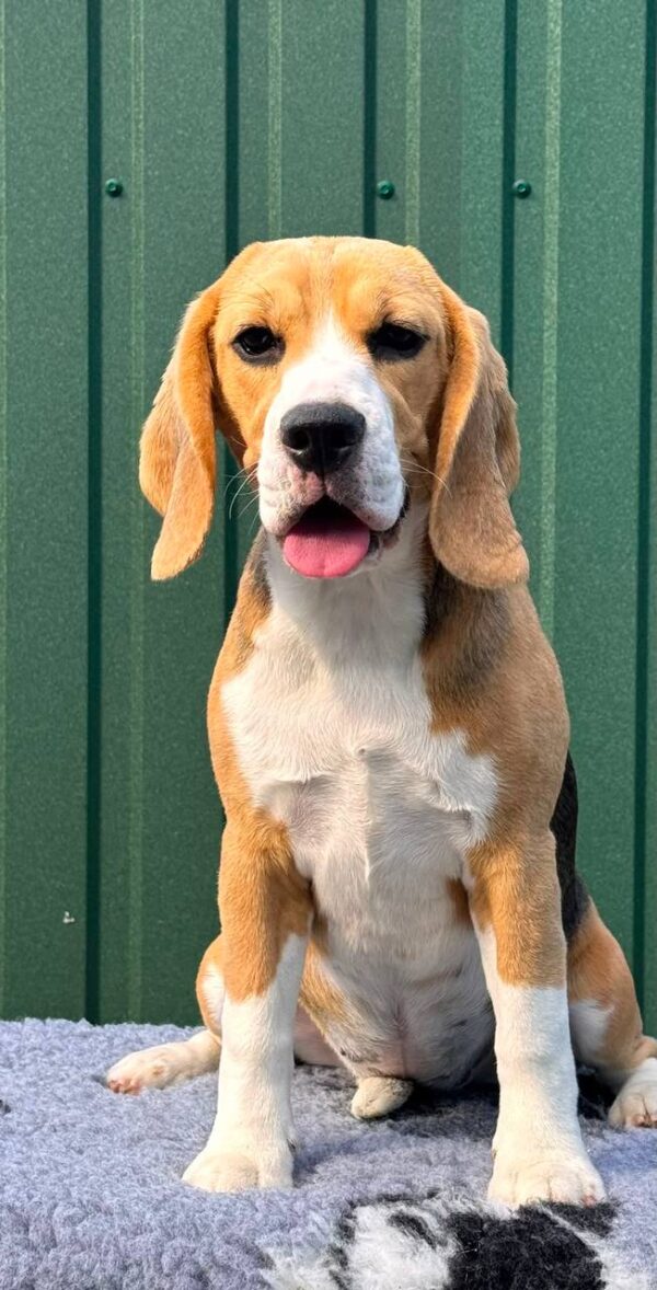 Azela Beagle Azela Beagle