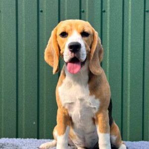 Azela Beagle Azela Beagle