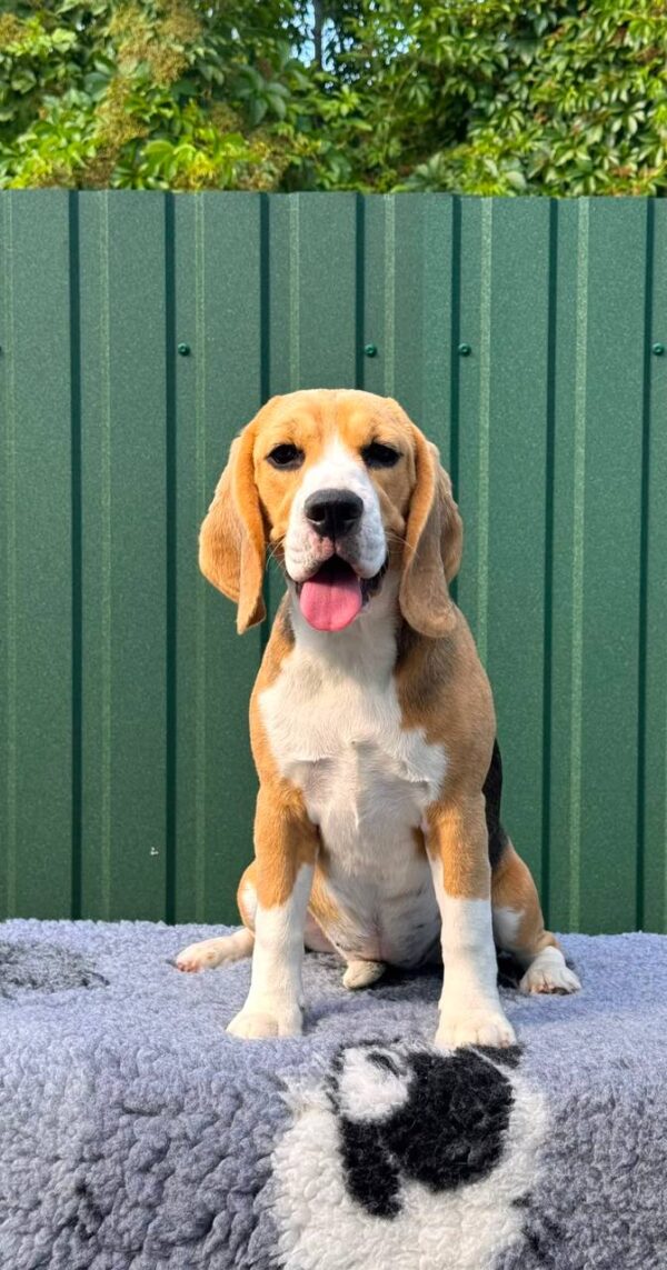 Azela Beagle Azela Beagle